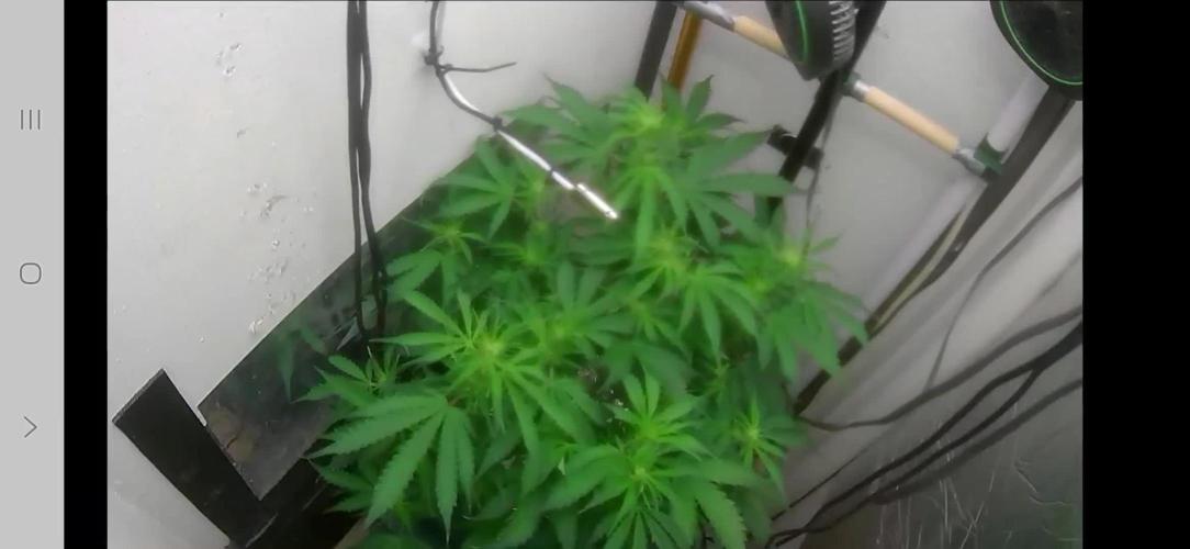 Gorilla Cookies Auto. Week 7
