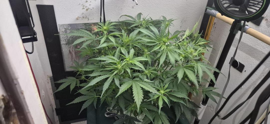 Gorilla Cookies Auto - DWC. Week 7 - 9/8/26