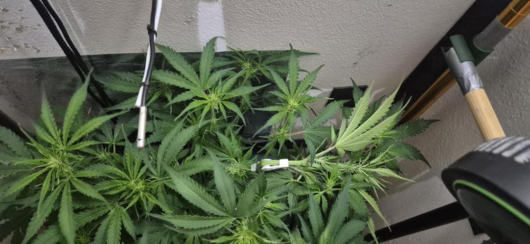 Gorilla Cookies Auto - DWC. Week 7 - 9/8/26
