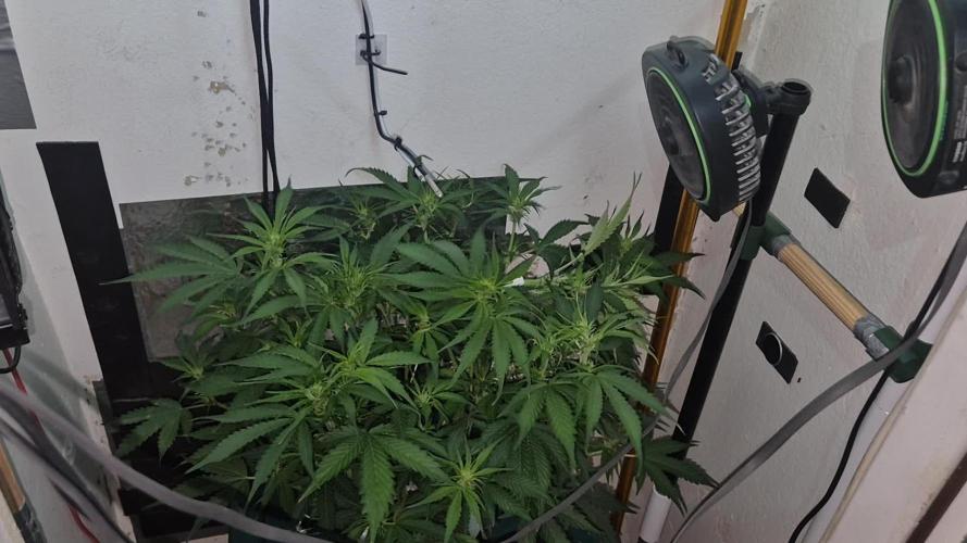 Gorilla Cookies Auto. Week 7