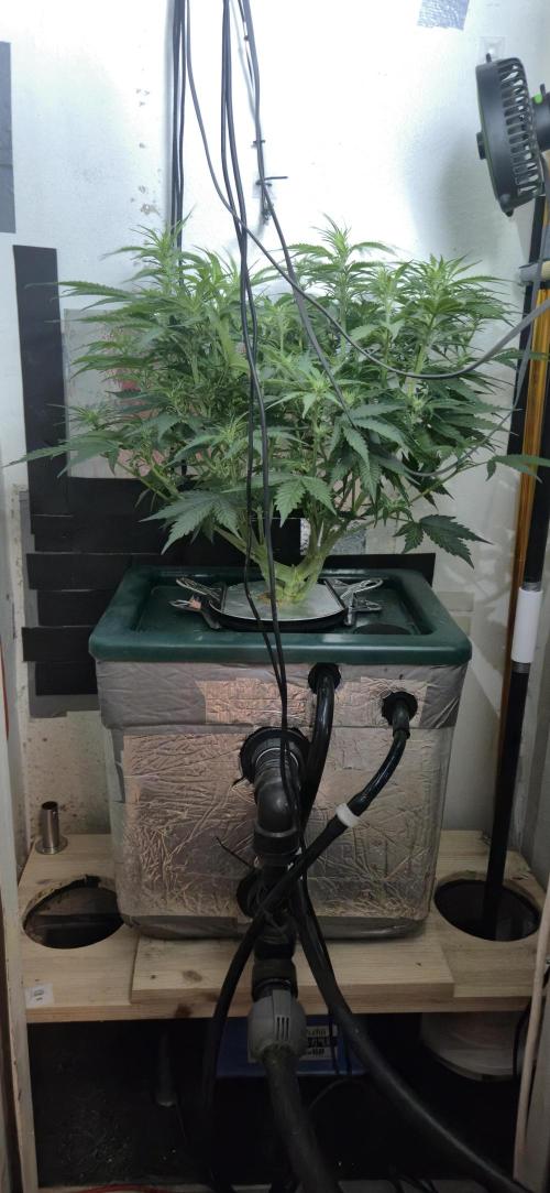 Gorilla Cookies Auto - DWC. Week 7 - 9/9/26