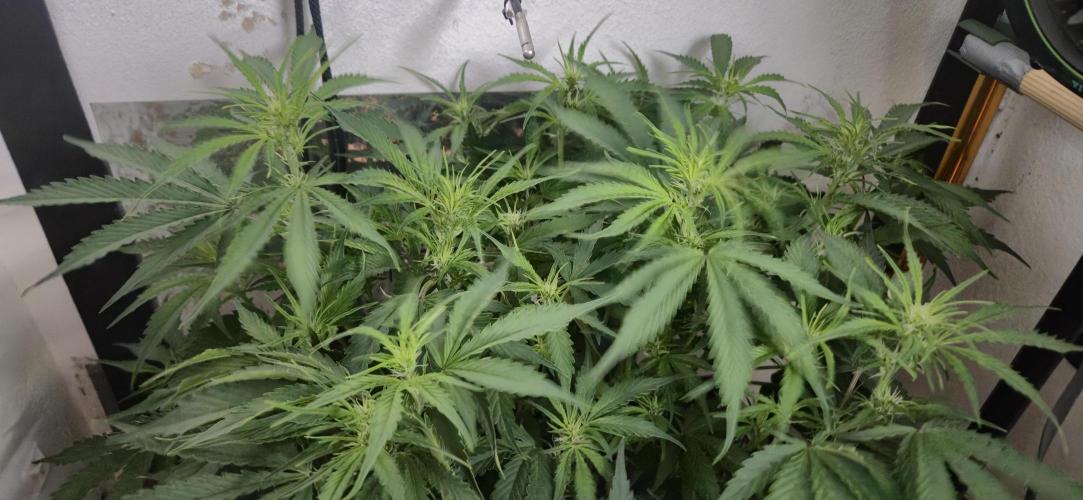 Gorilla Cookies Auto - DWC. Week 7 - 9/9/26
