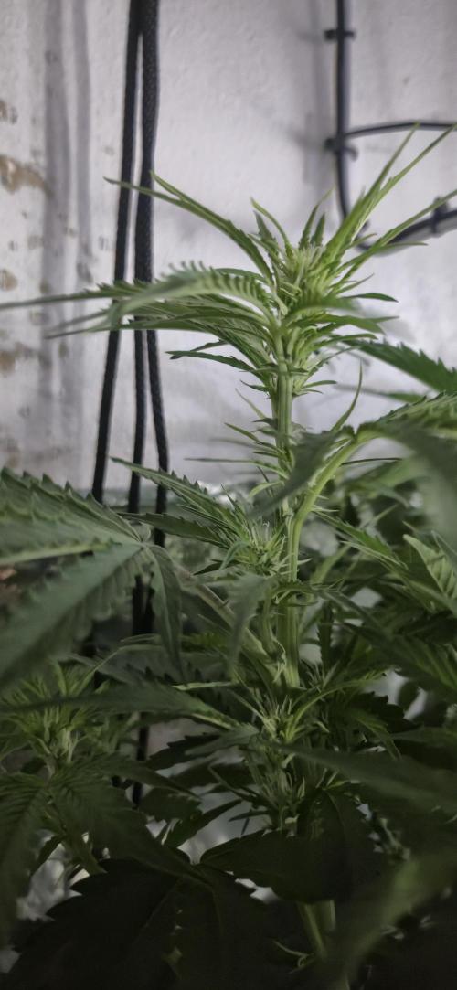 Gorilla Cookies Auto - DWC. Week 7 - 9/9/26