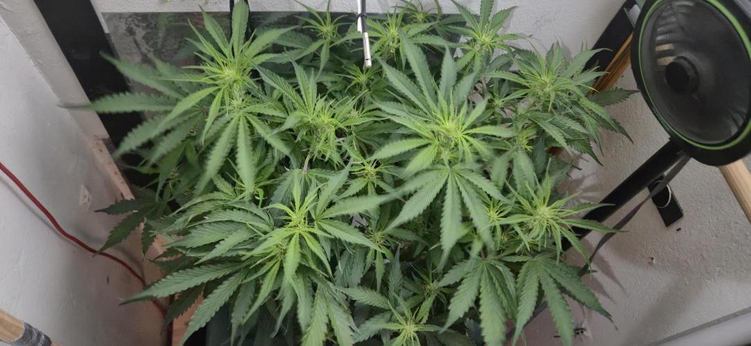 Gorilla Cookies Auto - DWC. Week 7 - 9/9/26