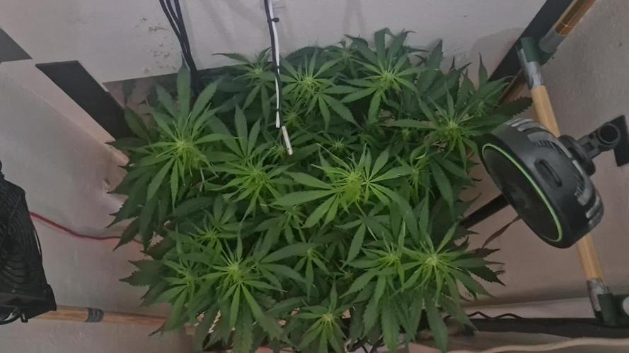 Gorilla Cookies Auto. Week 7