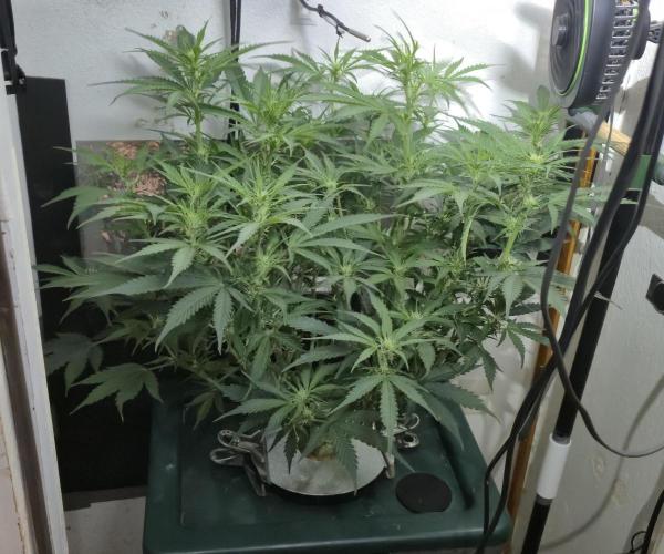 Gorilla Cookies Auto - DWC. Week 7 - 9/11/26
