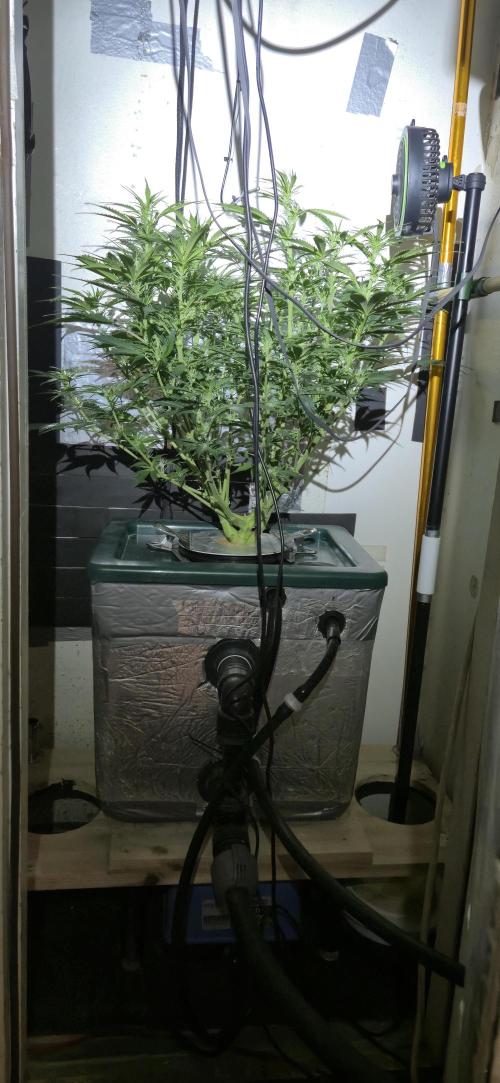 Gorilla Cookies Auto - DWC. Week 7 - 9/11/26