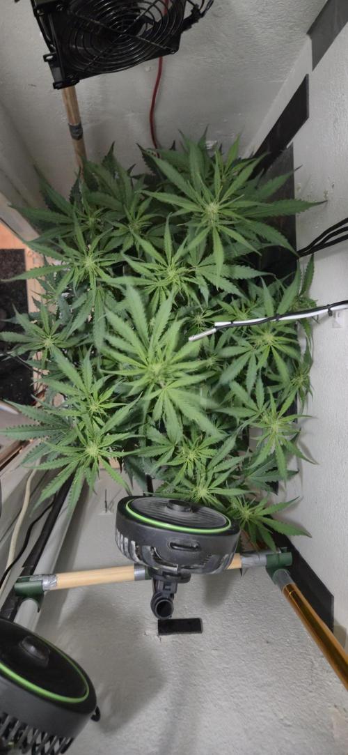 Gorilla Cookies Auto. Week 7