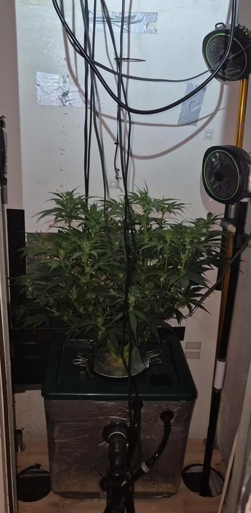 Gorilla Cookies Auto. Week 7