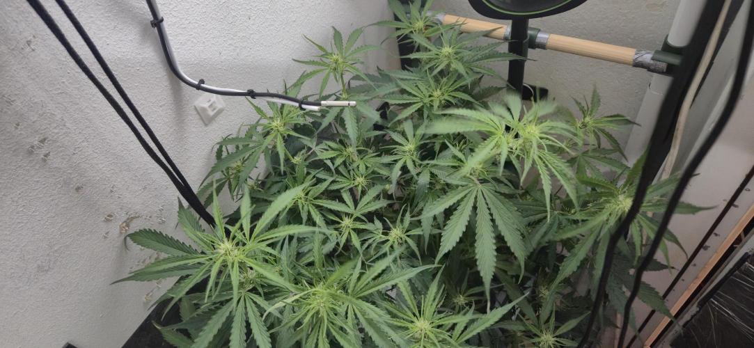 Gorilla Cookies Auto - DWC. Week 7 - 9/12/26 - Lst
