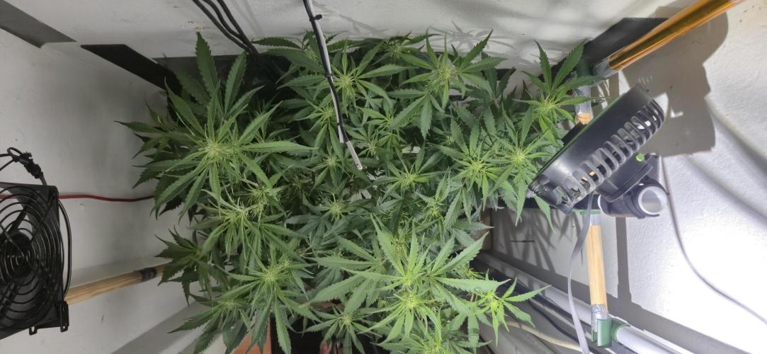 Gorilla Cookies Auto - DWC. Week 7 - 9/12/26