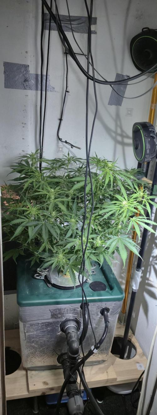 Gorilla Cookies Auto. Week 7