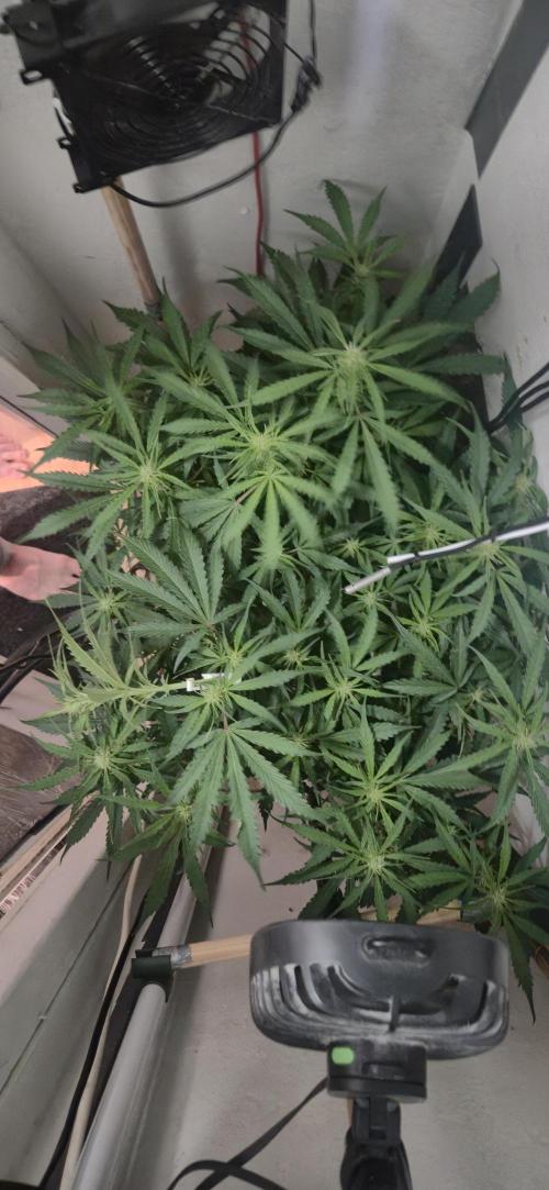 Gorilla Cookies Auto - DWC. Week 8 - 9/14/26