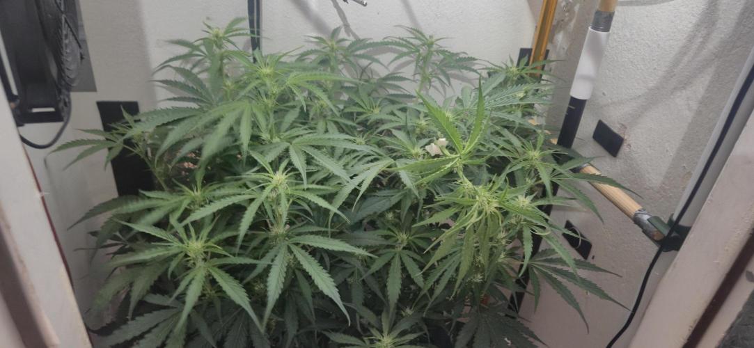 Gorilla Cookies Auto - DWC. Week 8 - 9/14/26