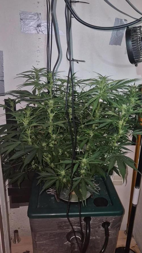 Gorilla Cookies Auto. Week 8