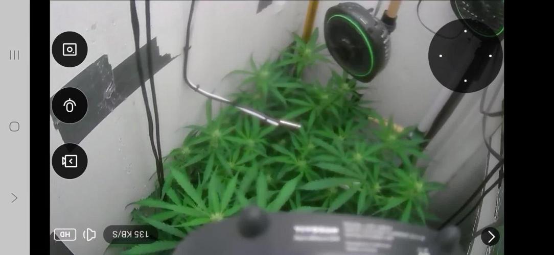 Gorilla Cookies Auto. Week 8