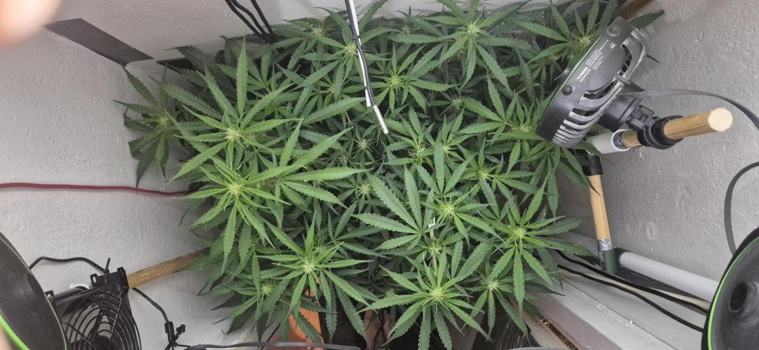 Gorilla Cookies Auto - DWC. Week 8 - 9/16/26