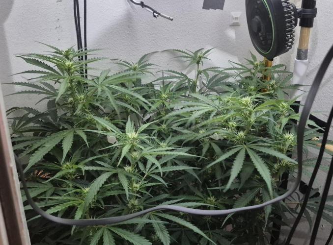 Gorilla Cookies Auto - DWC. Week 8 - 9/16/26