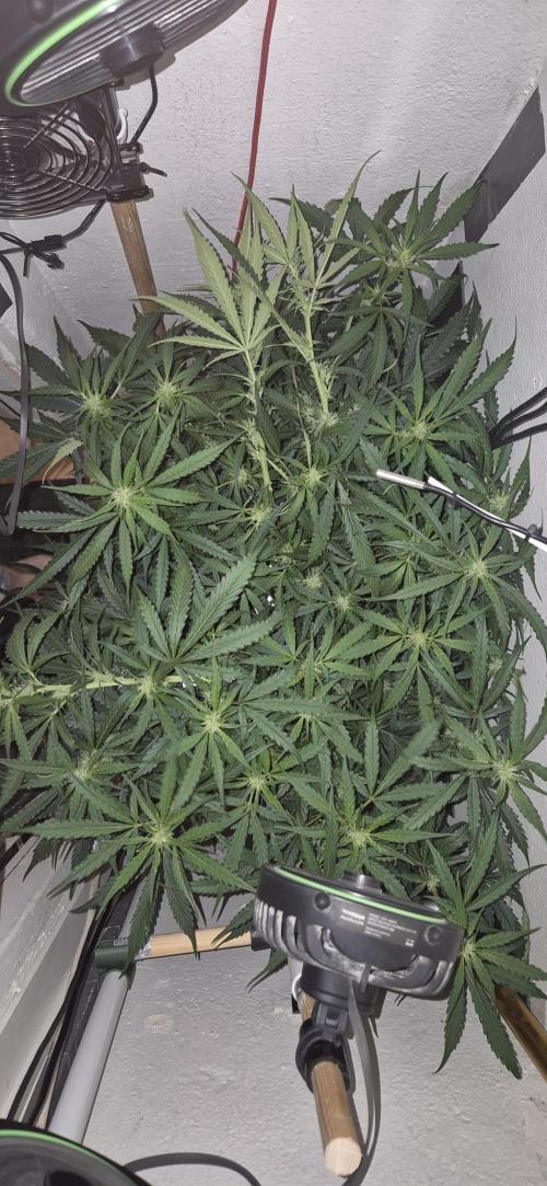 Gorilla Cookies Auto - DWC. Week 8 - 9/17/26