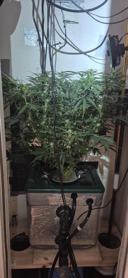 Gorilla Cookies Auto - DWC. Week 8 - 9/17/26