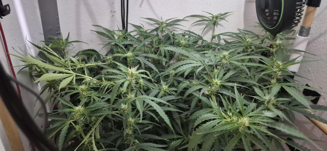 Gorilla Cookies Auto - DWC. Week 8 - 9/17/26