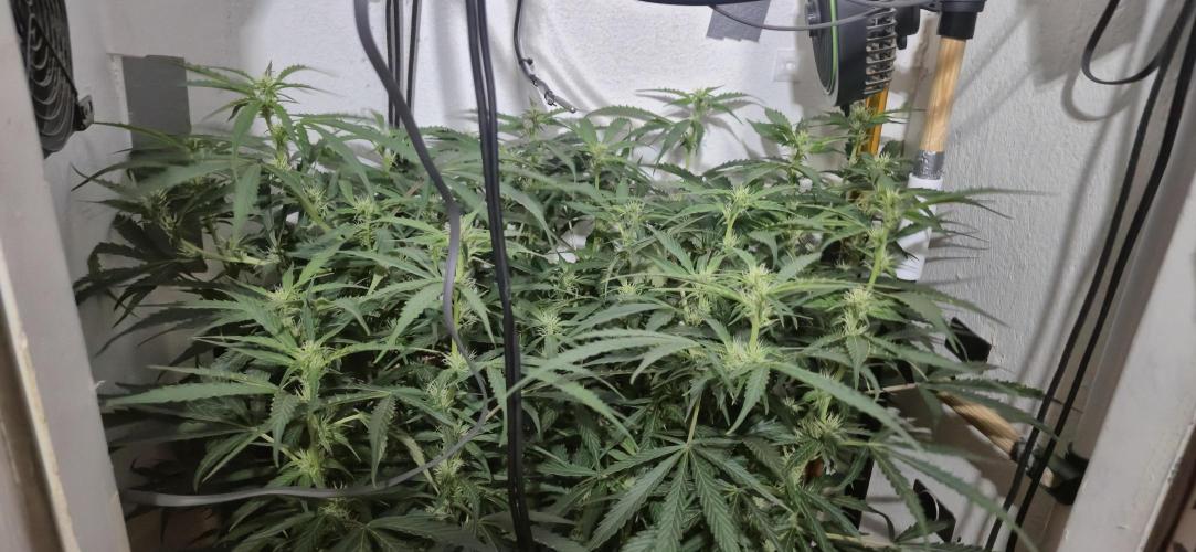Gorilla Cookies Auto - DWC. Week 8 - 9/19/26