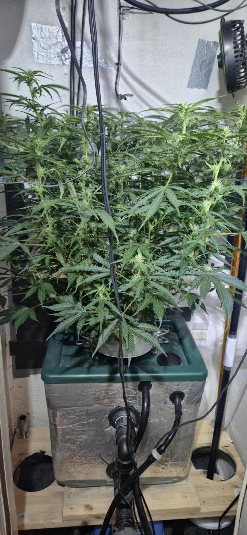 Gorilla Cookies Auto - DWC. Week 8 - 9/19/26
