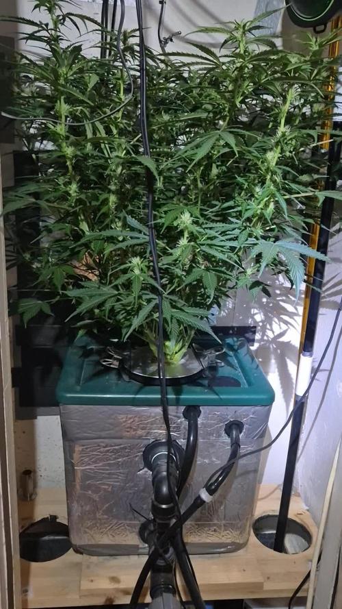 Gorilla Cookies Auto. Week 8