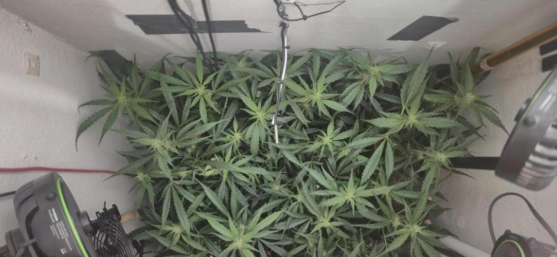 Gorilla Cookies Auto - DWC. Week 9 - 9/21/26