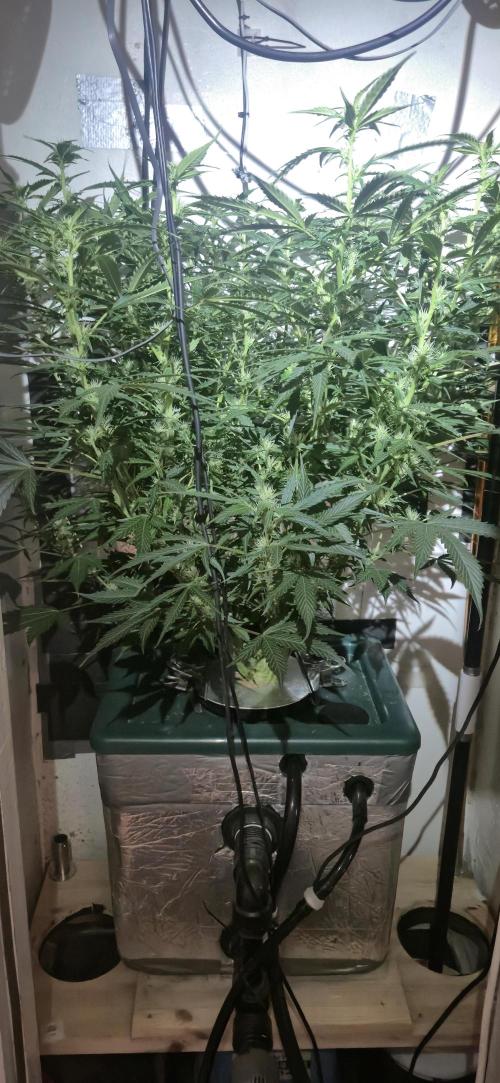 Gorilla Cookies Auto - DWC. Week 9 - 9/21/26