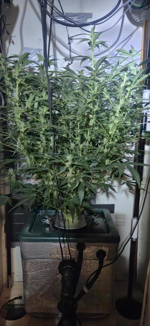 Gorilla Cookies Auto - DWC. Week 9 - 9/23/26