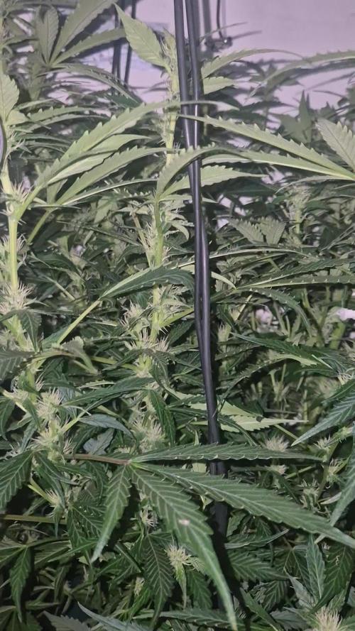 Gorilla Cookies Auto. Week 9