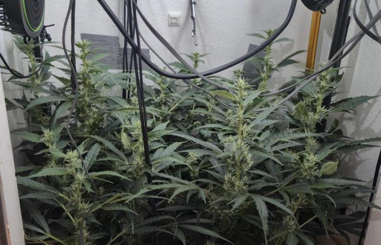 Gorilla Cookies Auto - DWC. Week 10 - 9/28/26