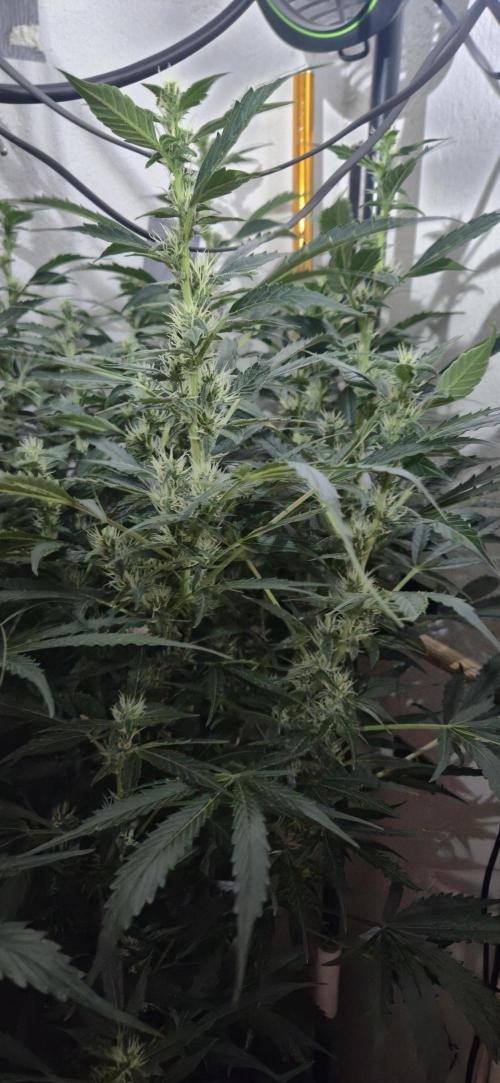 Gorilla Cookies Auto - DWC. Week 10 - 9/28/26