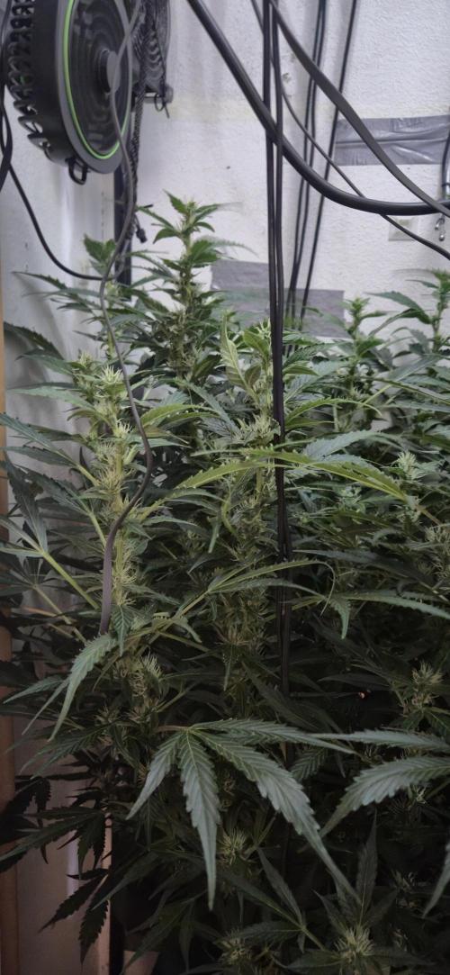 Gorilla Cookies Auto - DWC. Week 10 - 9/28/26