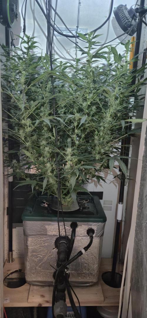Gorilla Cookies Auto. Week 10