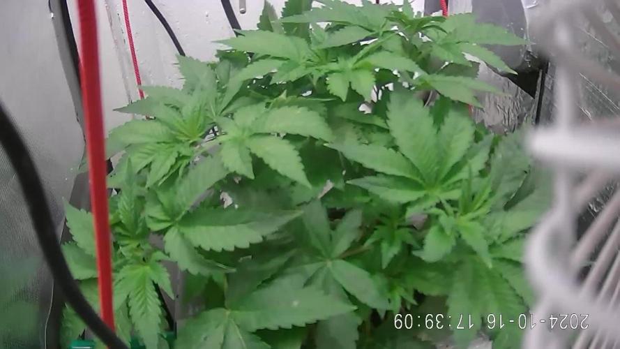 Anesia Seeds/The sun of a Peach