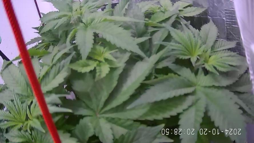 Anesia Seeds/The sun of a Peach