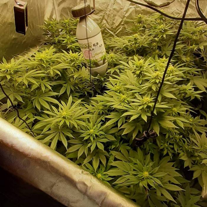 Indoor Flowering. Week 4