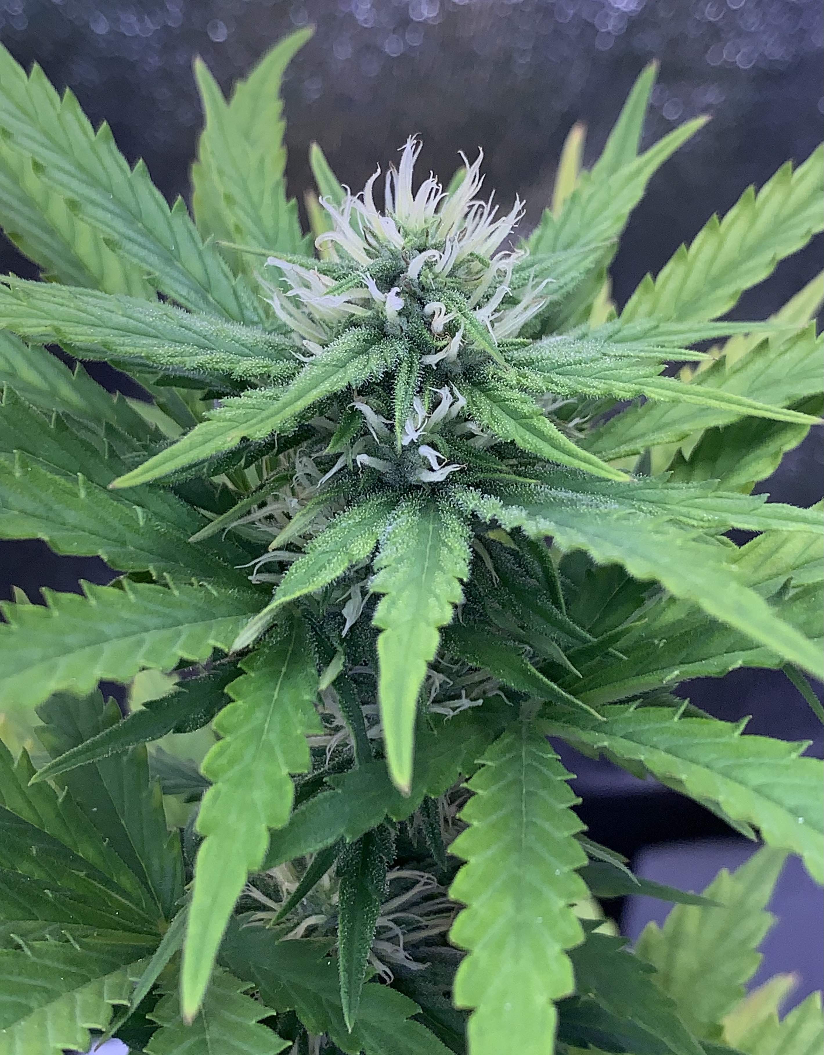 Twenty20 Whiskey Zulu grow diary (journal) week7 by JaxsoNLight5