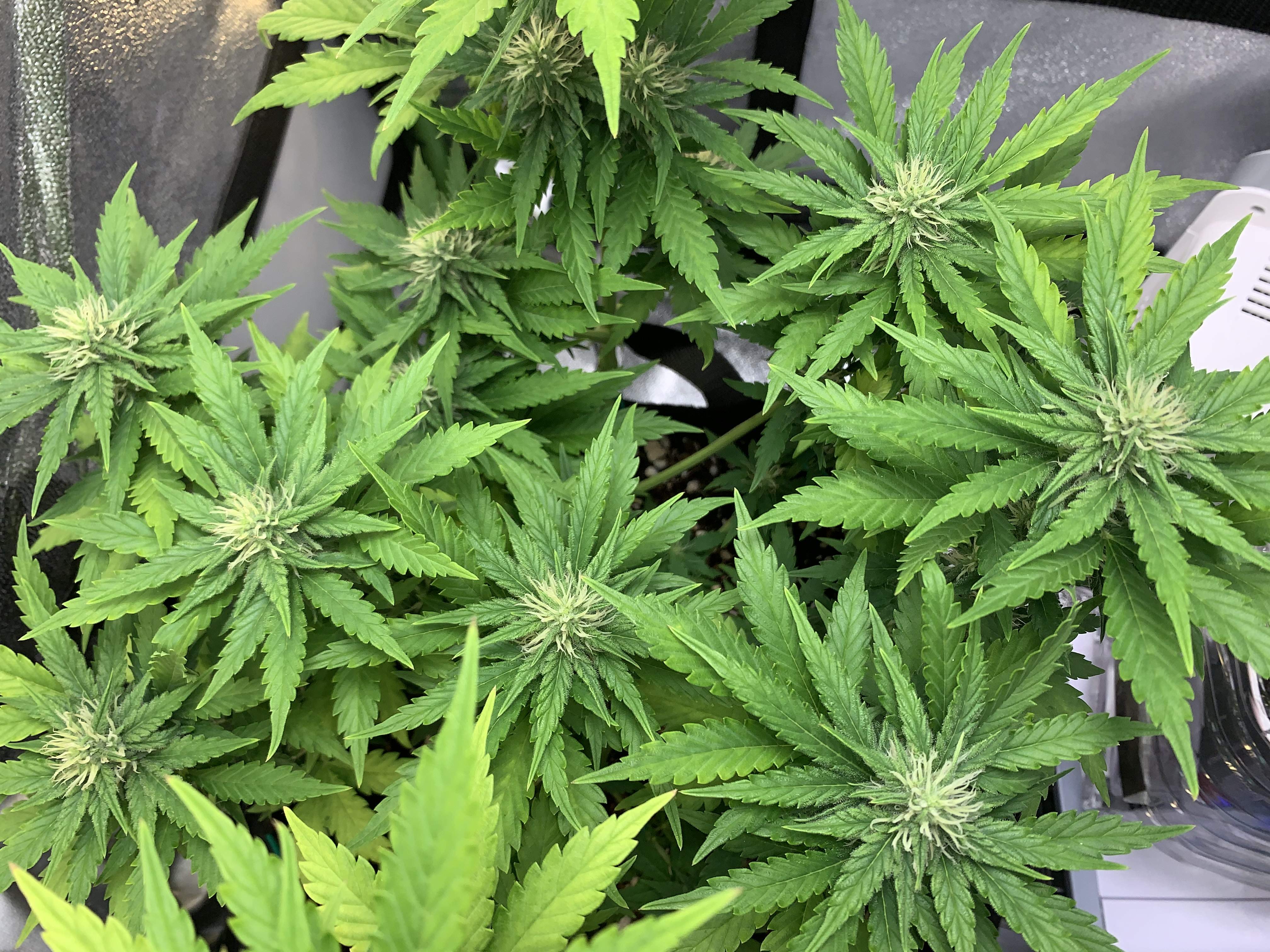 Twenty20 Whiskey Zulu grow diary (journal) week7 by JaxsoNLight5