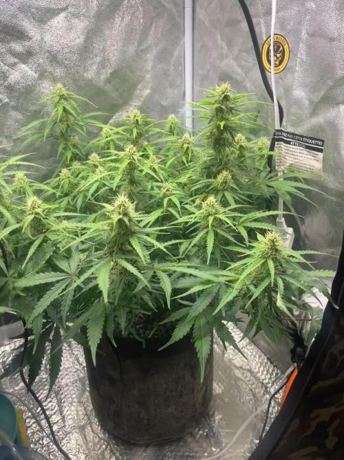 Mix fast bud