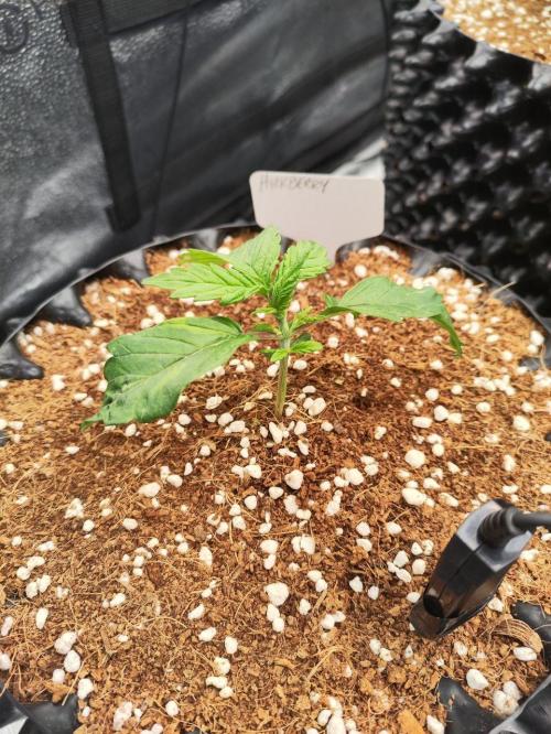 Cosmic Space Odyssey - GY26Q1. Week 2 - Unit 13 - Week 2