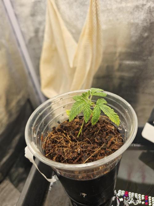 First Diary. Week 3 - Tuesday