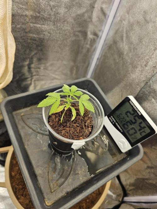 First Diary. Week 3 - Friday, size change is noticeable by the day.