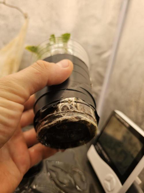 First Diary. Week 3 - Friday, looos like the roots starts to fill the cup slowly.