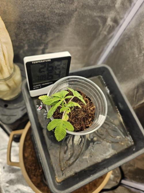 First Diary. Week 3 - Saturday 