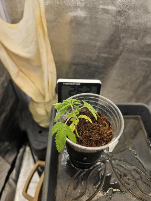 First Diary. Week 3 - Saturday 
The daily change starts ro be very noticeable 