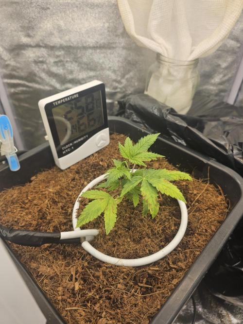 First Diary. Week 4 - Wednesday