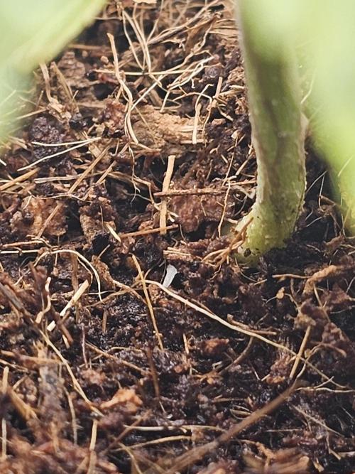 First Diary. Week 4 - Buried stem started to produce roots.